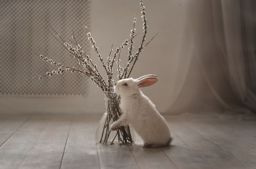 Пасхальный кролик