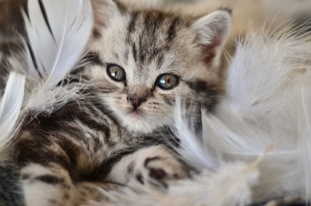 Фотография автора Екатерина Дубовец