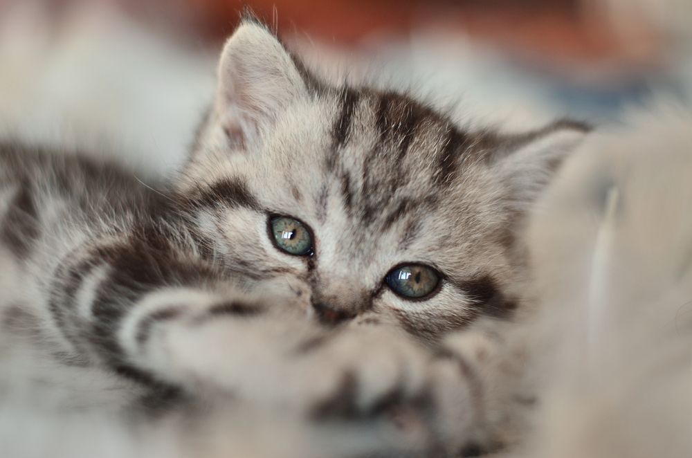 Фотография автора Екатерина Дубовец