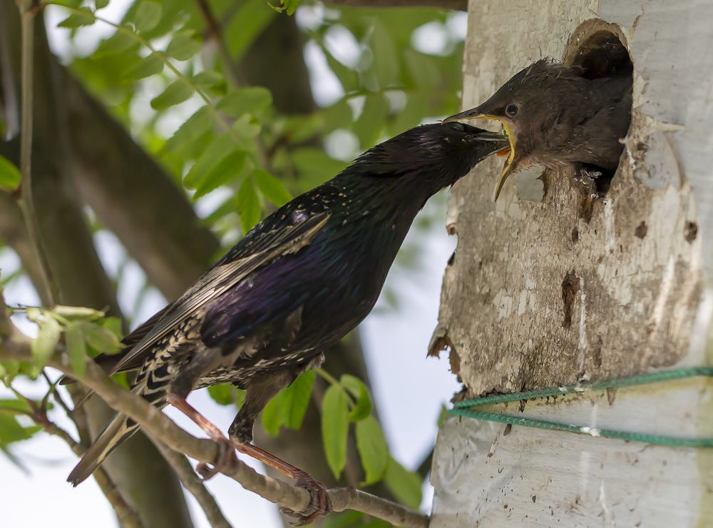 Бонн аппетит
