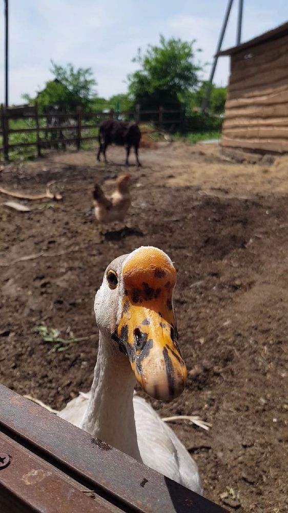 Фотография автора Ольга Мусина