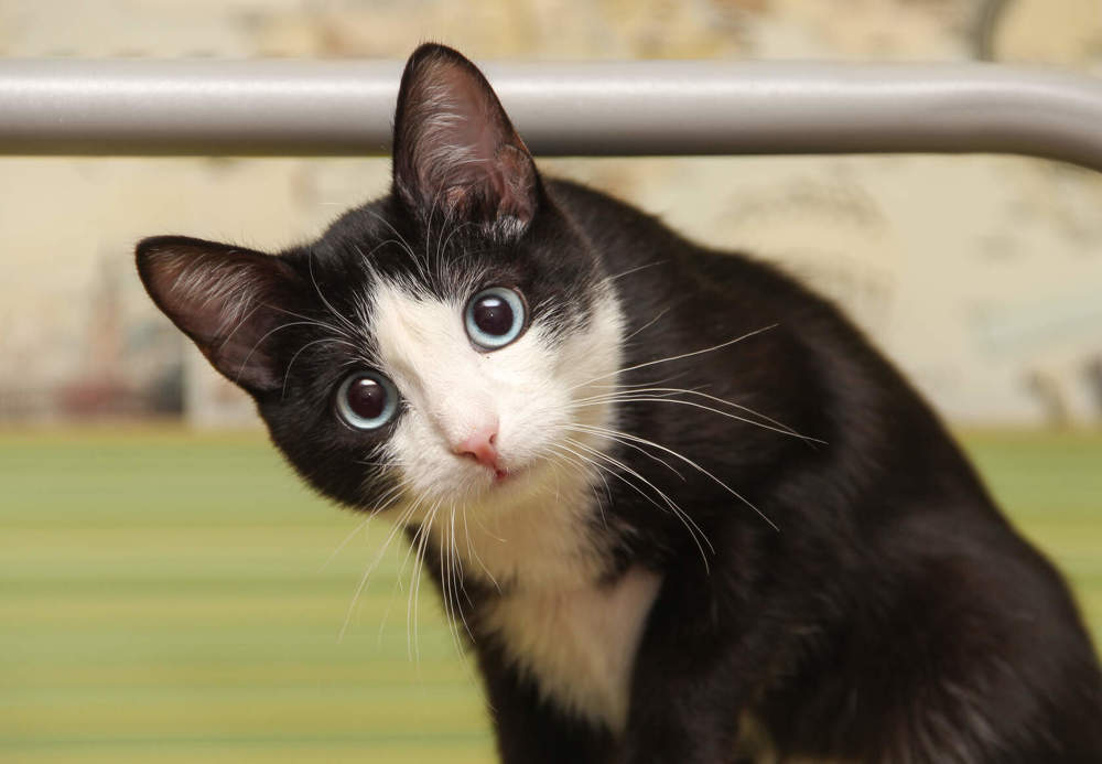 Кошка-голубоглазка