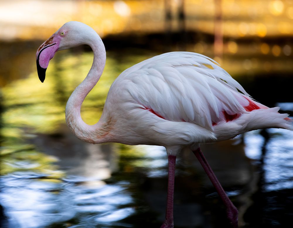 A beautiful flamingo 2