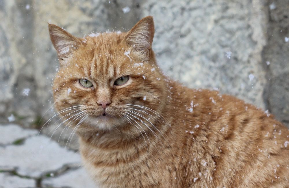 Photograph by Ирина Гайворонская