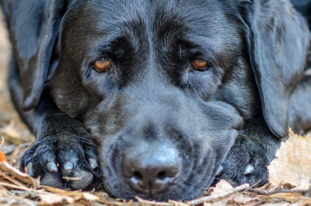 Когда Лабрадор грустит..