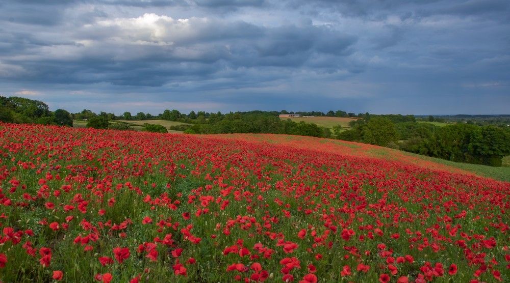 Photograph by LYUDMYLA POKRYSHEN