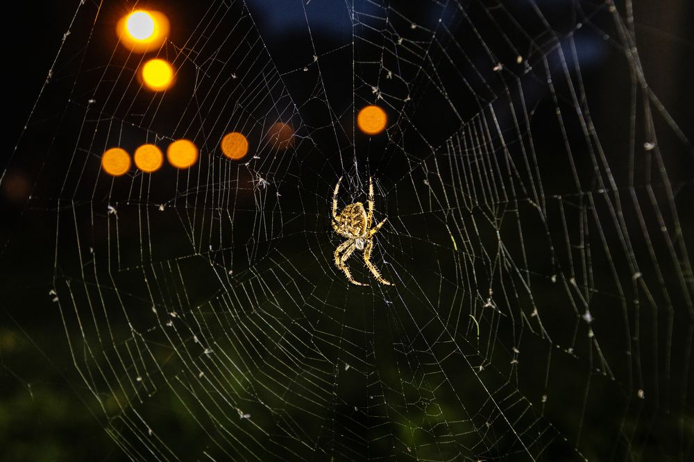 Araña en el parque