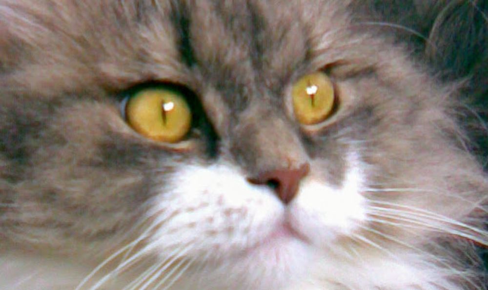 Photograph by Ирина Пшеничникова