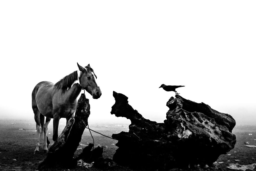 The Horse And The Crow