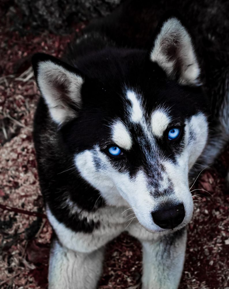 Photograph by Татьяна Слободчикова