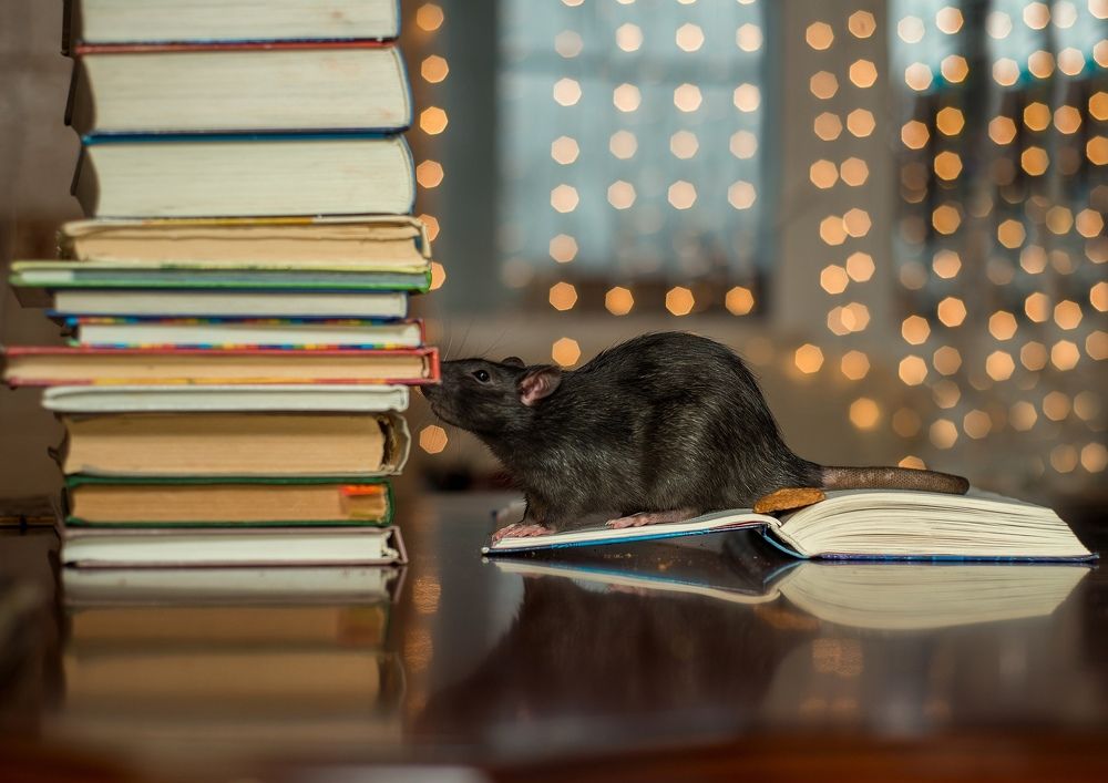 Photograph by Светлана Кондратьева