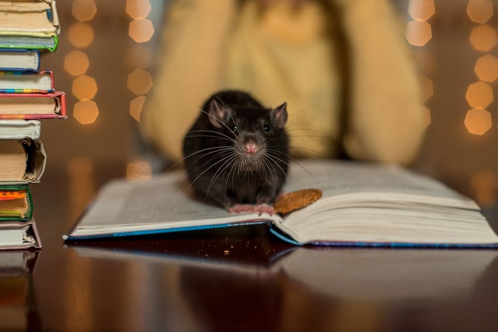 Photograph by Светлана Кондратьева