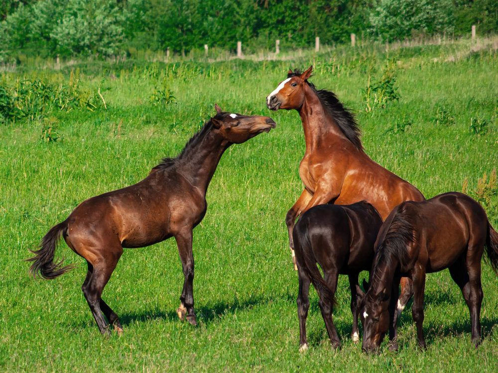 Photograph by Диана Бородзе