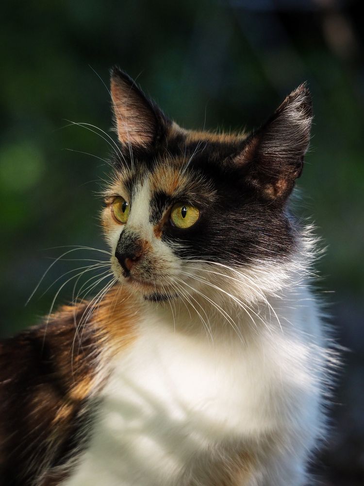 Photograph by Светлана Шибаршина