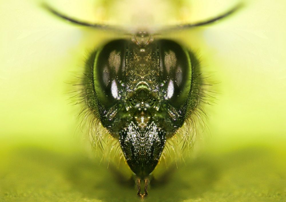 Andrena cineraria /editing/ SuperMacro 200mm