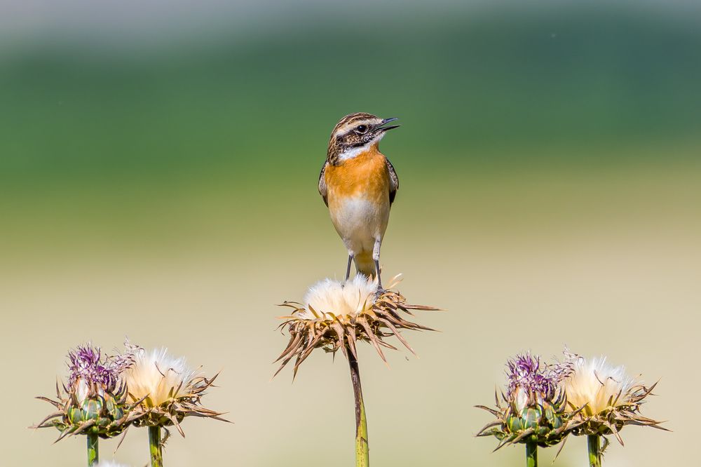 Photograph by Vahid Yavari
