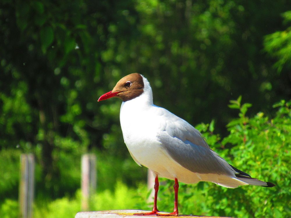 Ижевская чайка