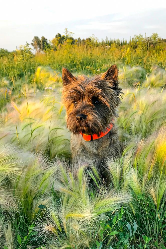 Cairn Terrier Chewie