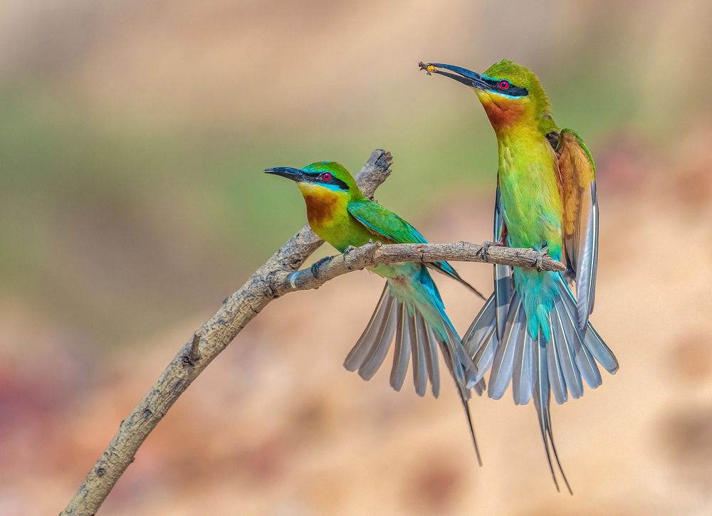 Breeding Couple Display