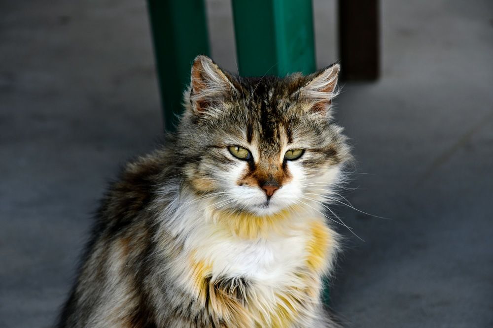 Photograph by Наталья Семенова