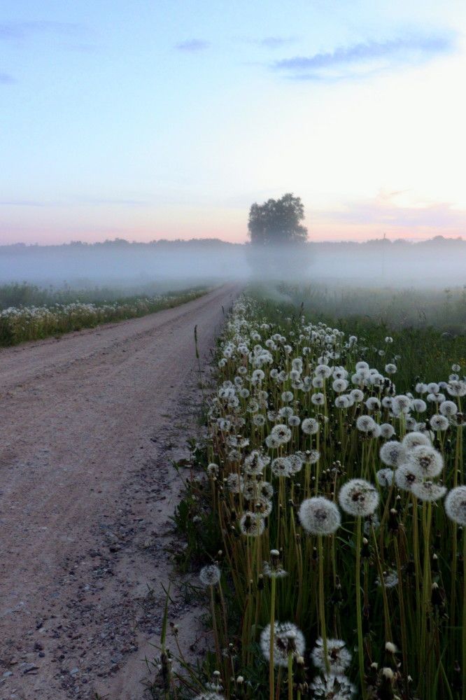 Dandelion time.