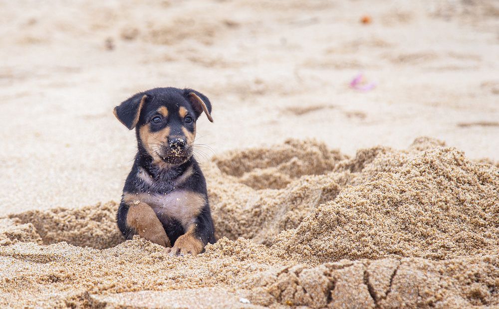 Фотография автора Sasindu Pramuditha