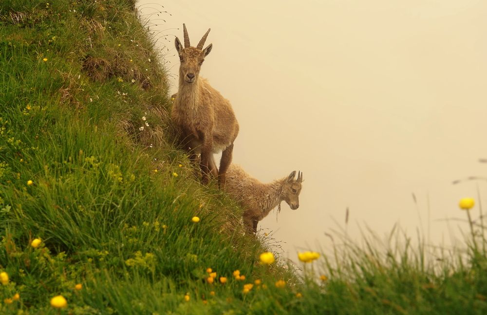 Photograph by Elena Wymann