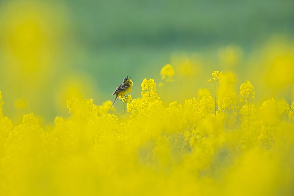 Photograph by Bouke Atema