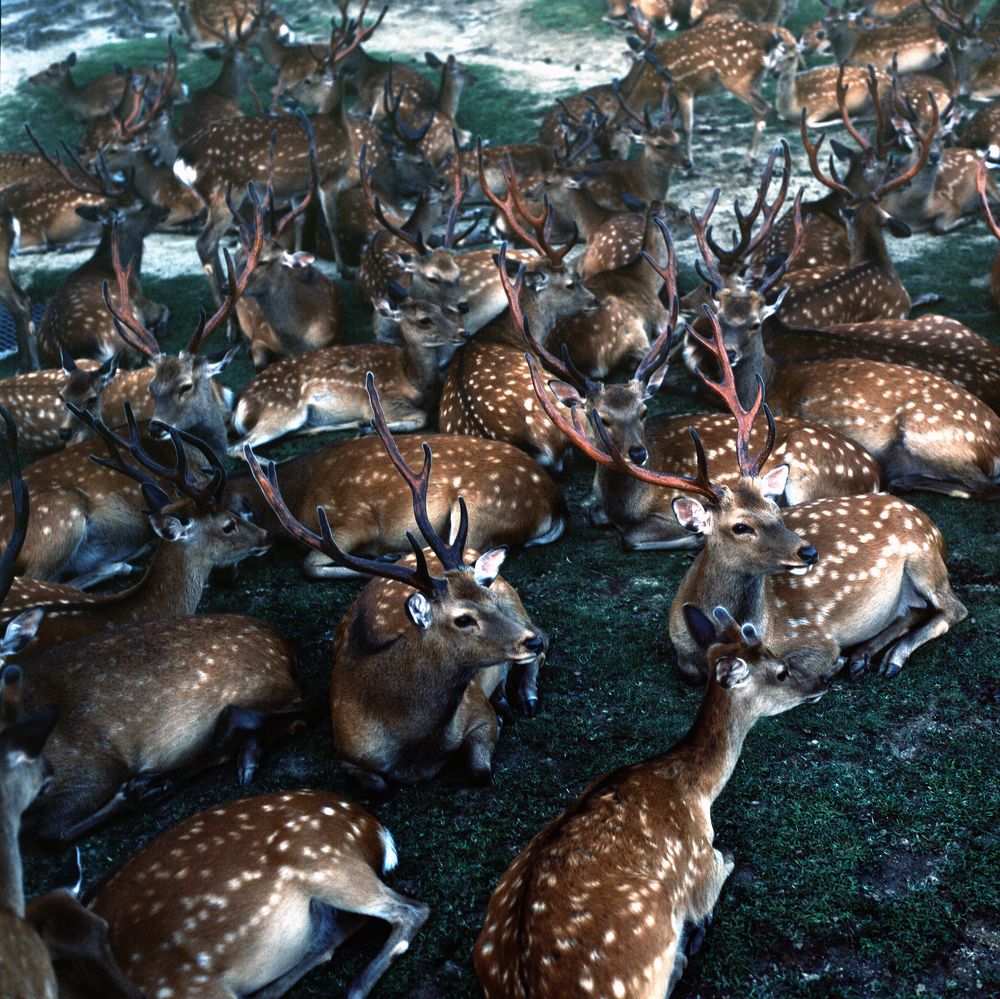 Photograph by Олег Банковский