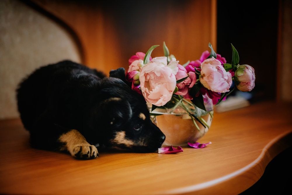 Photograph by Катя Бушная