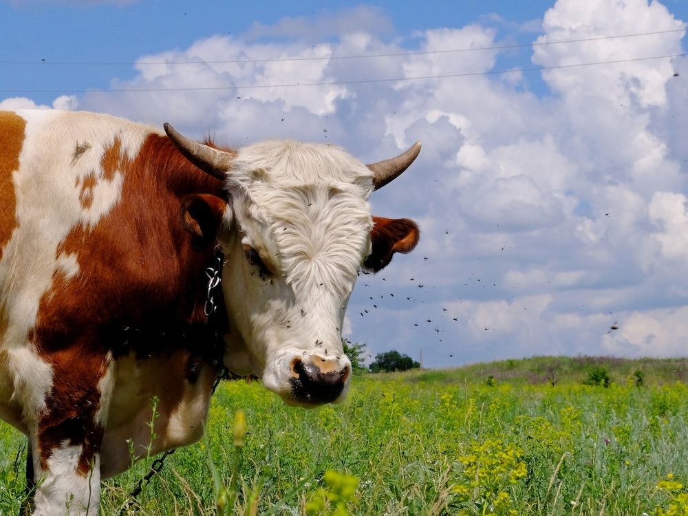 Photograph by ,Бурова Лариса