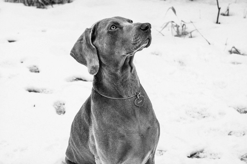 Photograph by Алиса Фредерикс