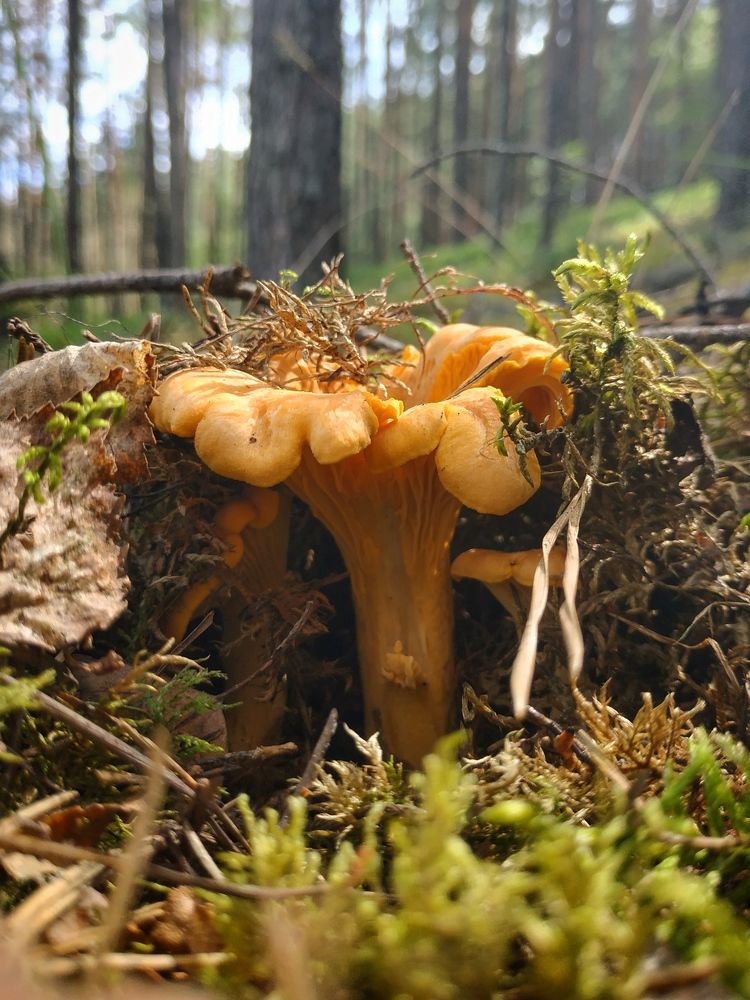 Photograph by Анастасия Кулешевич