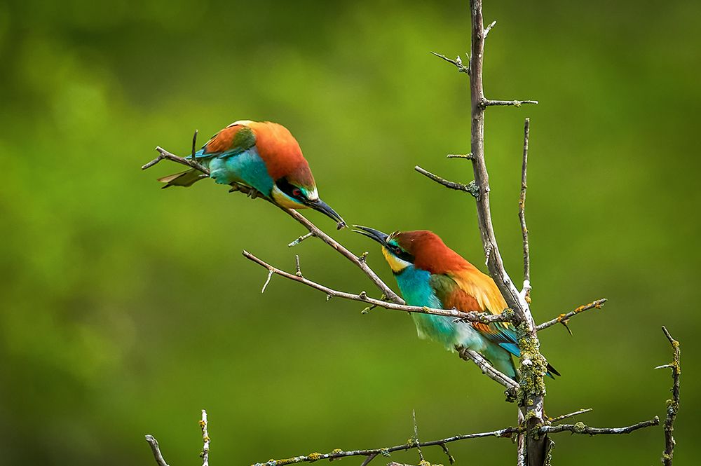 Photograph by Игорь Кляхин