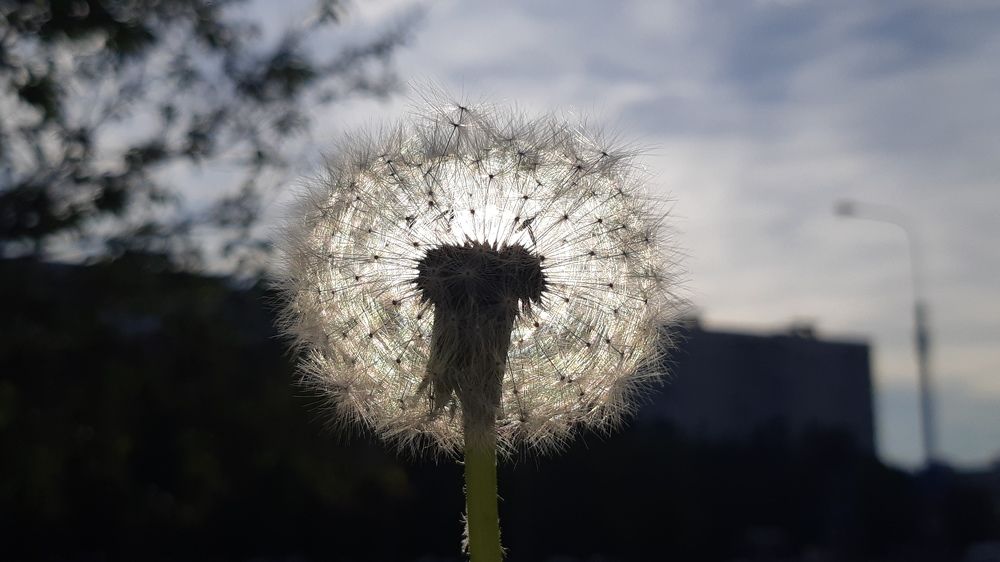 Лето в городе