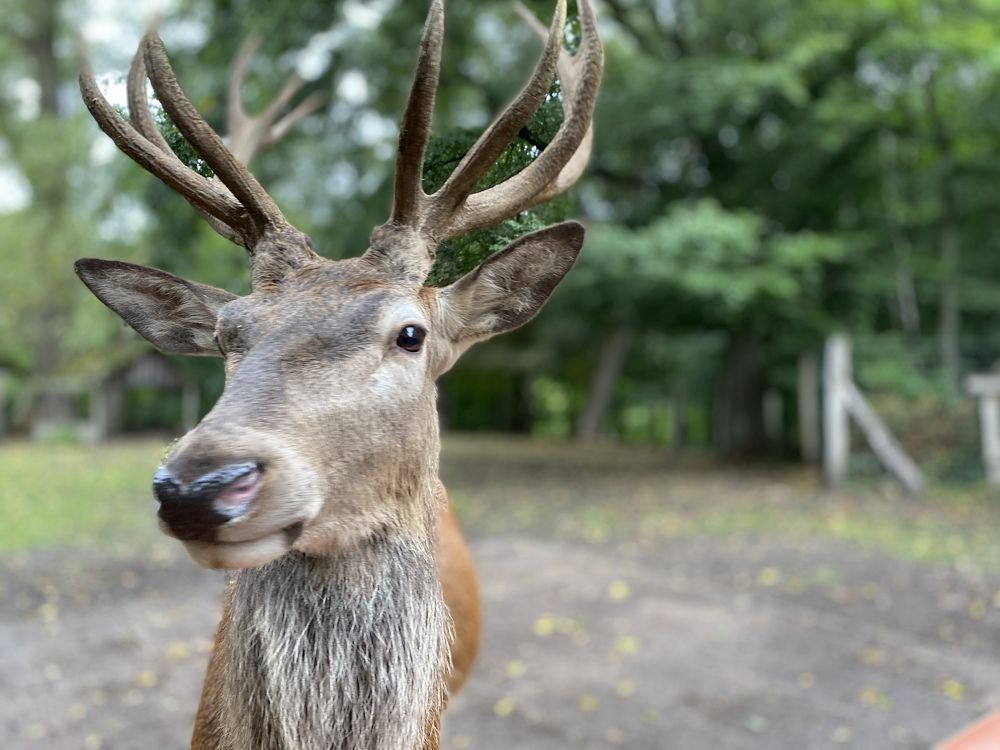 Фотография автора Ramin Ismayilov