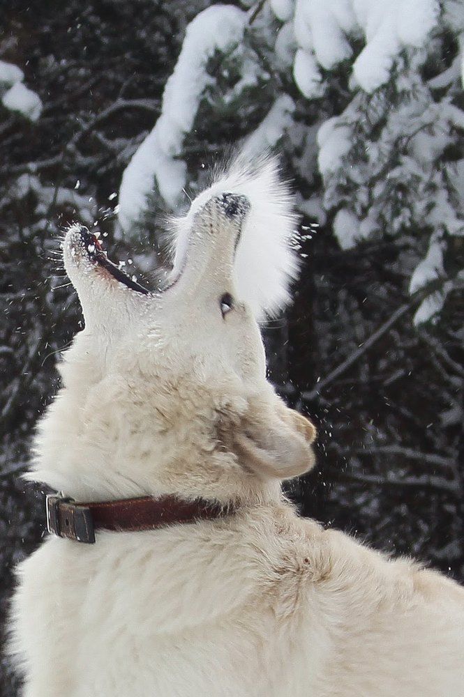 Photograph by Валерия Гончарова-Горобченко