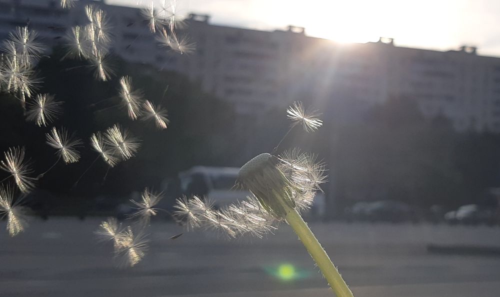 Лето в городе