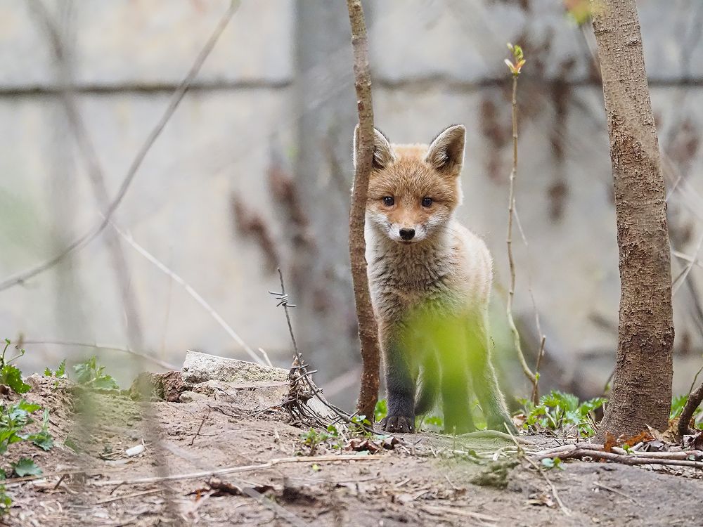 любопытный