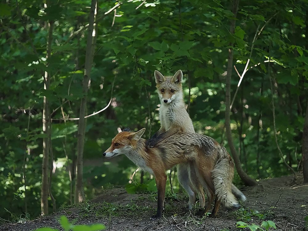 лисячьи нежности 3