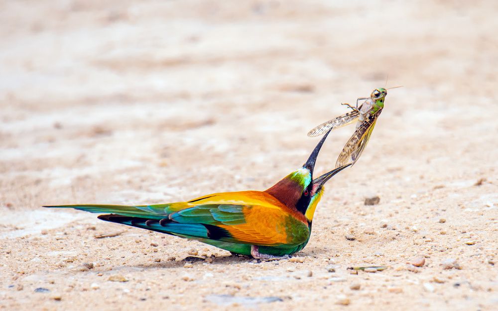 Фотография автора Sajeev Krishnan