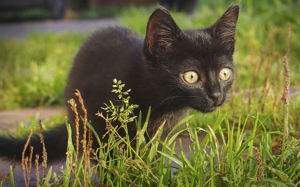 Черный котенок охотится