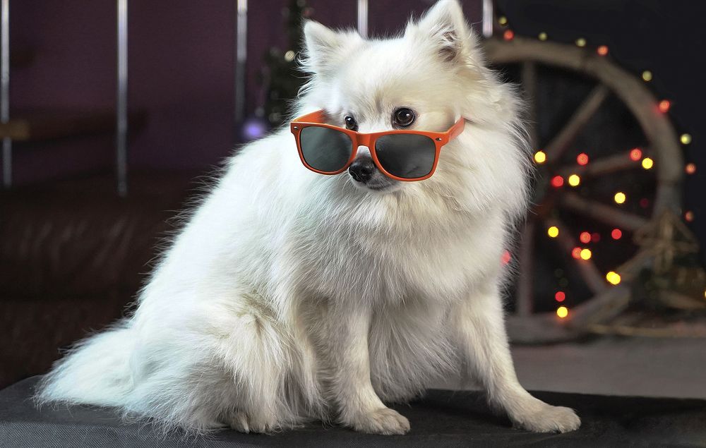 Белый шпиц в оранжевых очках