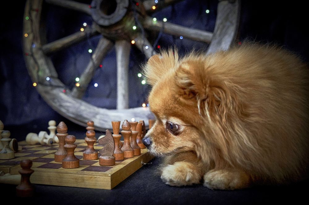 Шпиц с шахматами
