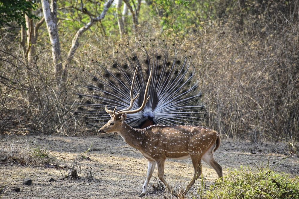 Spotted Deer or  Chittal Deer