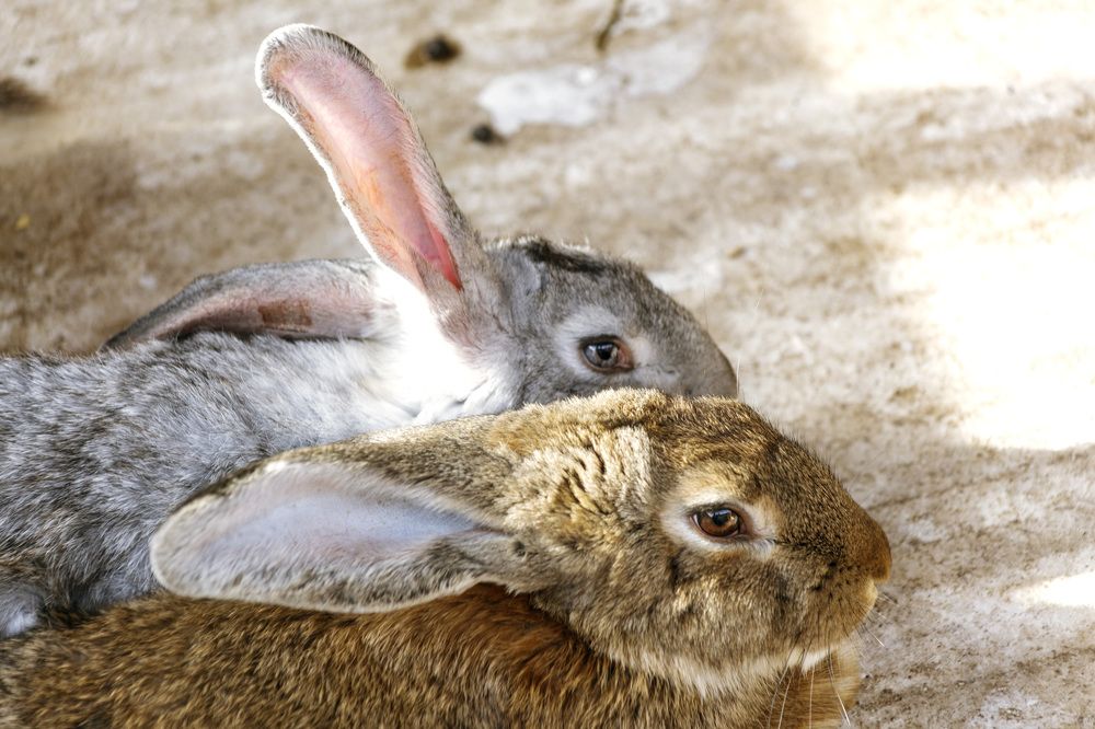 Фотография автора Рамиль Фаттахов