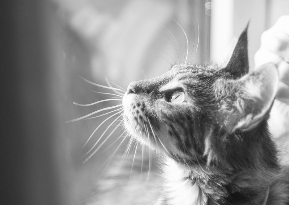 Любопытная