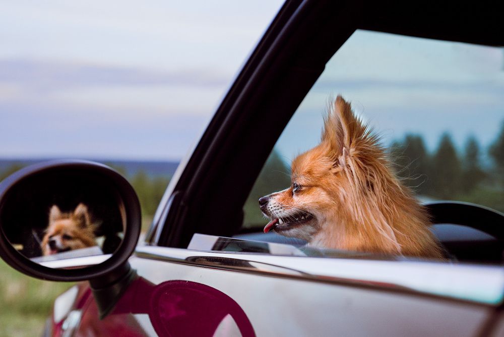 Фотография автора Алиса Чурчудесная