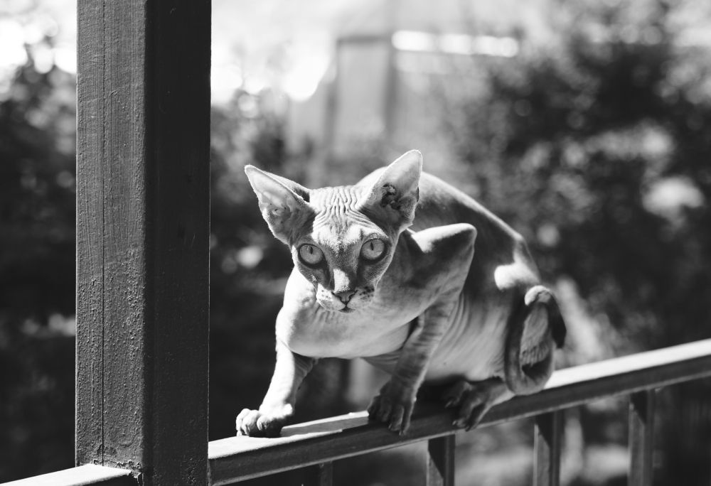 Что смотришь?