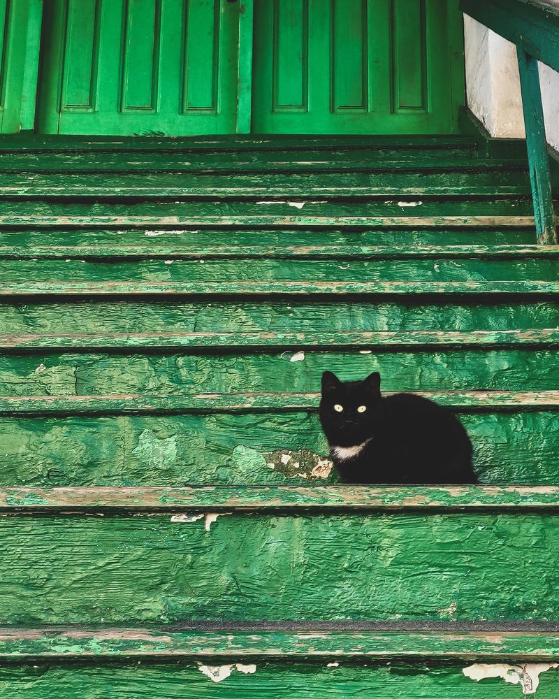Чёрный кот на зелёной лестнице